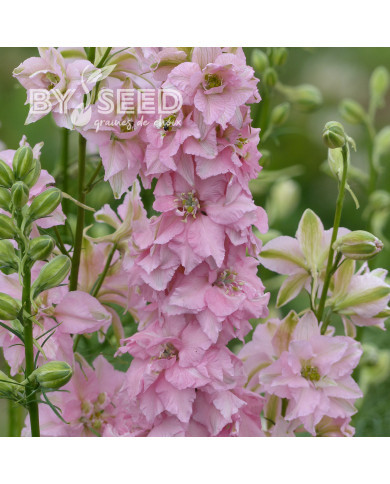 Pied d'alouette annuel Imperial QIS® Light Pink