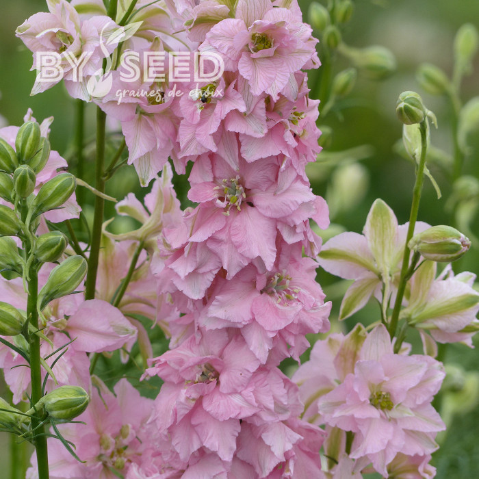Pied d'alouette annuel Imperial QIS® Light Pink