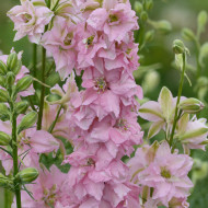 Pied d'alouette annuel Imperial QIS® Light Pink