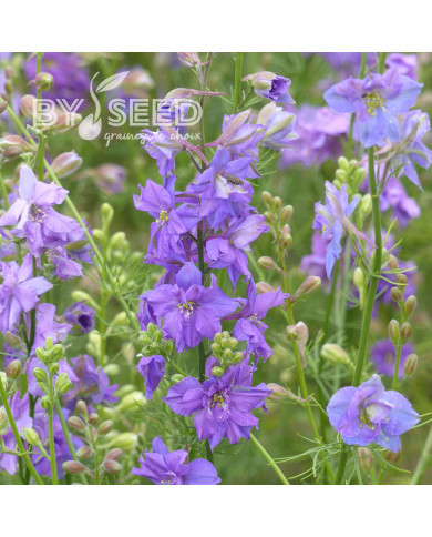 Pied d'alouette annuel Imperial QIS® Lilac