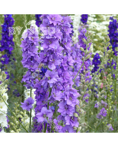 Pied d'alouette annuel Imperial QIS® Lilac