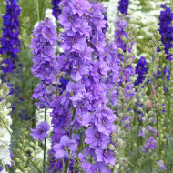 Pied d'alouette annuel Imperial QIS® Lilac