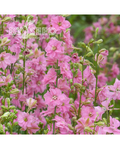 Pied d'alouette annuel Imperial QIS® Rose