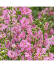 Pied d'alouette annuel Imperial QIS® Salmon Pink