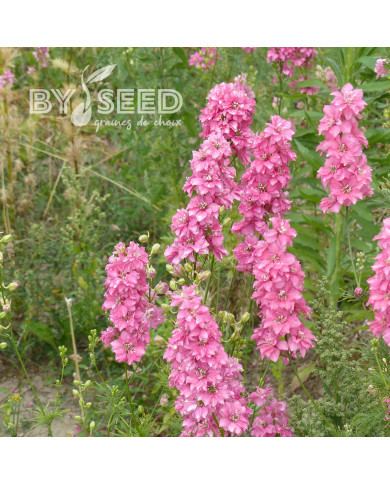 Pied d'alouette annuel Imperial QIS® Salmon Pink