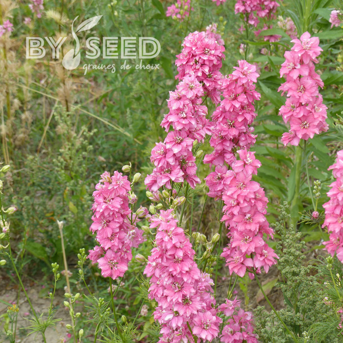 Pied d'alouette annuel Imperial QIS® Salmon Pink