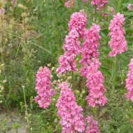Pied d'alouette annuel Imperial QIS® Salmon Pink