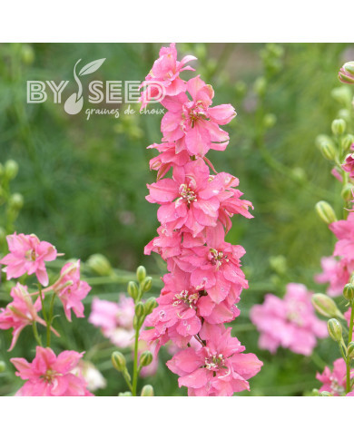 Pied d'alouette annuel Imperial QIS® Salmon Pink