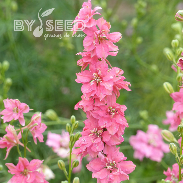 Pied d'alouette annuel Imperial QIS® Salmon Pink