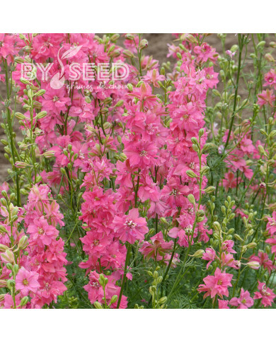 Pied d'alouette annuel Imperial QIS® Salmon Pink