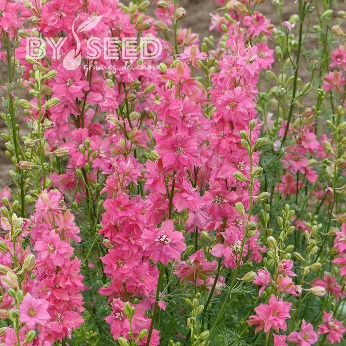 Pied d'alouette annuel Imperial QIS® Salmon Pink