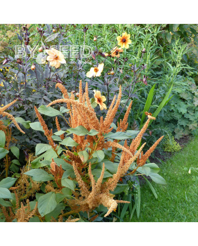 Amarante Hot Biscuits