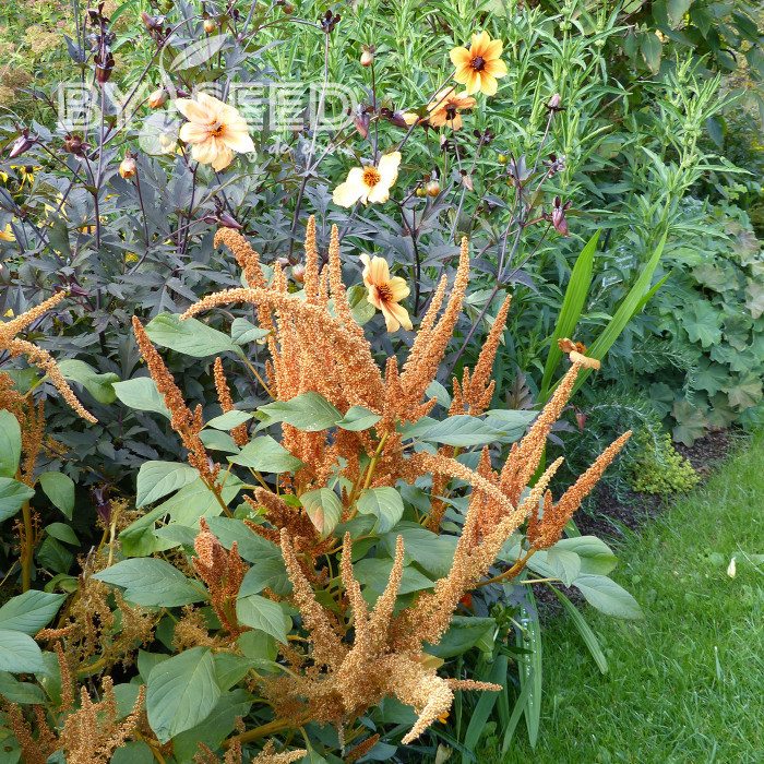 Amarante Hot Biscuits