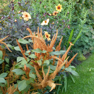 Amarante Hot Biscuits