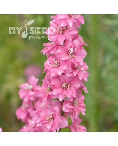 Pied d'alouette annuel Imperial QIS® Salmon Pink