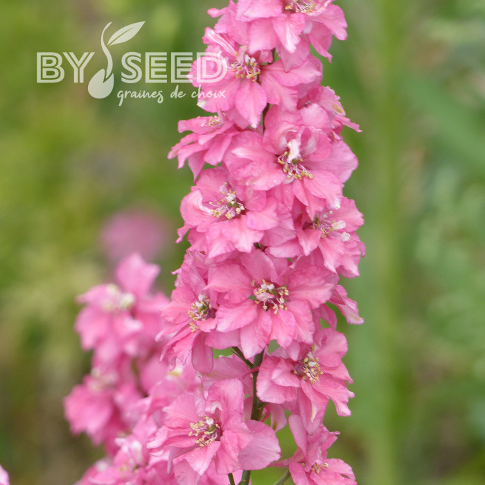 Pied d'alouette annuel Imperial QIS® Salmon Pink