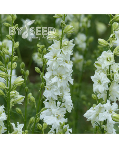 Pied d'alouette annuel Imperial QIS® White