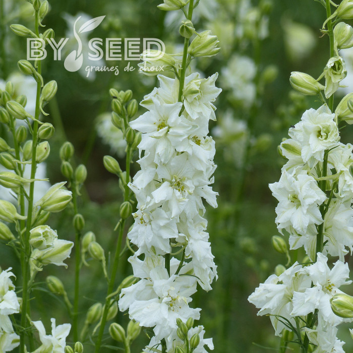 Pied d'alouette annuel Imperial QIS® White