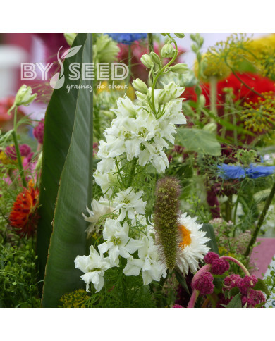 Pied d'alouette annuel Imperial QIS® White