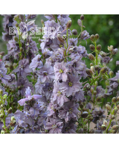 Pied d'alouette annuel Misty Lavender