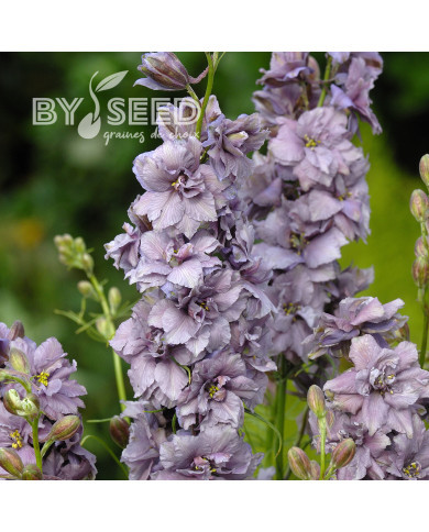 Pied d'alouette annuel Misty Lavender