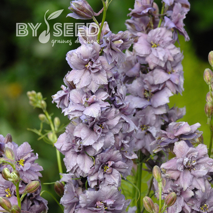 Pied d'alouette annuel Misty Lavender