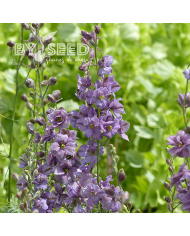 Pied d'alouette annuel Misty Lavender