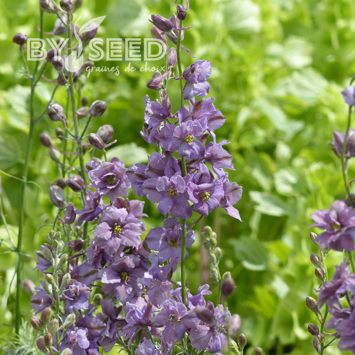 Pied d'alouette annuel Misty Lavender