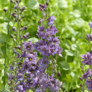 Pied d'alouette annuel Misty Lavender