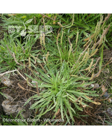 Plantain Corne-de-Cerf (Plantago coronopus)