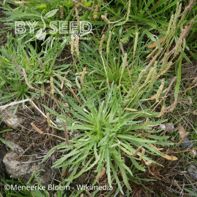 Plantain Corne-de-Cerf (Plantago coronopus)