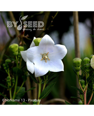 Platycodon ou Fleur-Ballon Florist White