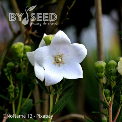 Platycodon ou Fleur-Ballon Florist White