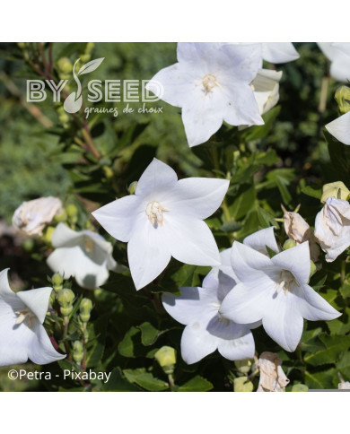 Platycodon ou Fleur-Ballon Florist White