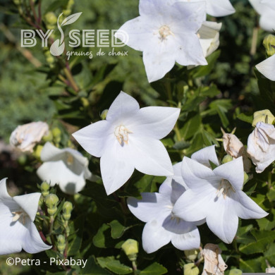 Platycodon ou Fleur-Ballon Florist White