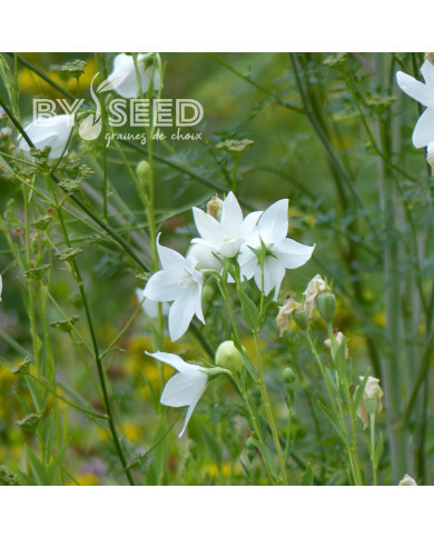Platycodon ou Fleur-Ballon Florist White