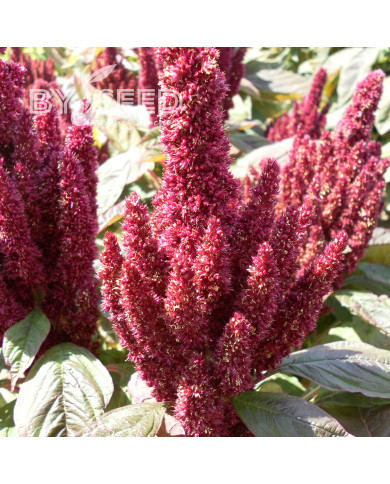 Amarante Pygmy Torch (Flèche rouge)