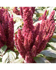 Amarante Hot Biscuits