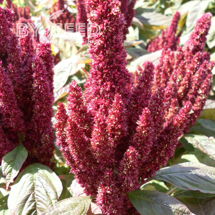 Amarante Pygmy Torch (Flèche rouge)