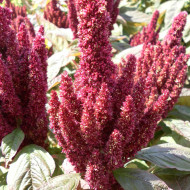 Amarante Pygmy Torch (Flèche rouge)