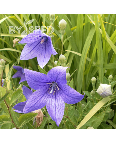 Platycodon ou Fleur-Ballon Mariesii blue