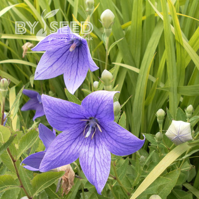 Platycodon ou Fleur-Ballon Mariesii blue