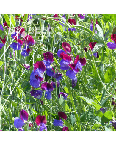 Pois de senteur Cupani