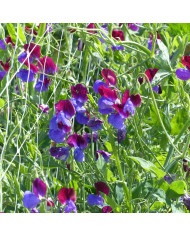 Pois de Senteur King Size Formula Mixture