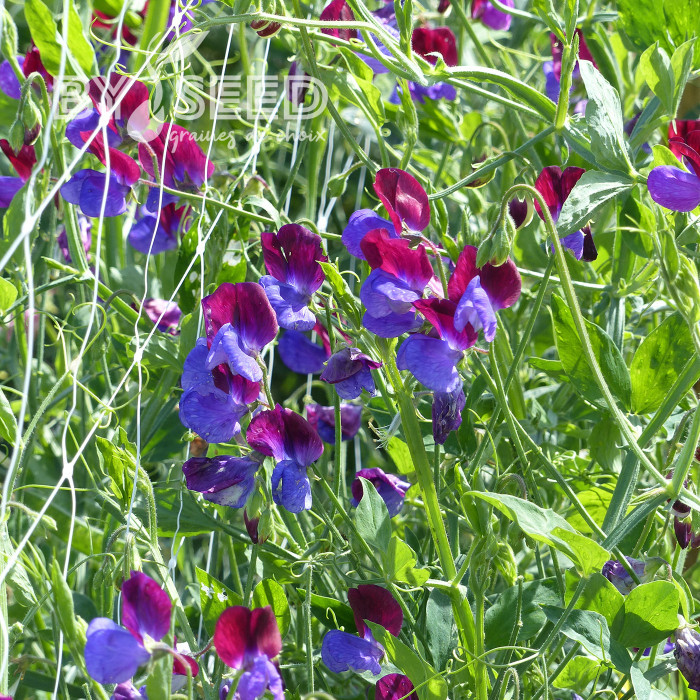 Pois de senteur Cupani