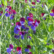 Pois de senteur Cupani