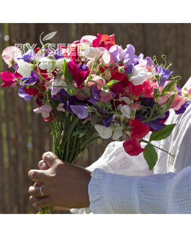 Pois de Senteur King Size Formula Mixture