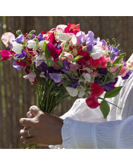 Pois de senteur Cupani