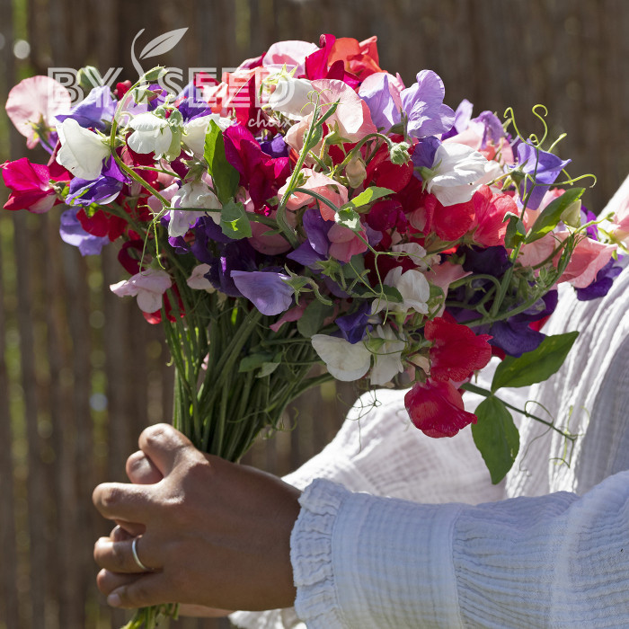 Pois de Senteur King Size Formula Mixture