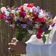 Pois de Senteur King Size Formula Mixture